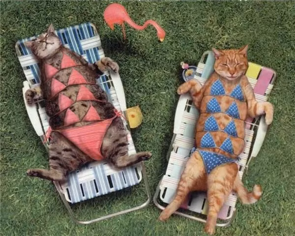 “Sái quai hàm” khi ngắm thú cưng hóa “nữ hoàng bikini” mùa hè ảnh 16