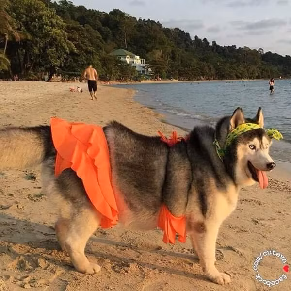 “Sái quai hàm” khi ngắm thú cưng hóa “nữ hoàng bikini” mùa hè ảnh 4