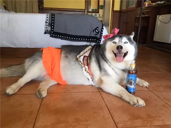 “Sái quai hàm” khi ngắm thú cưng hóa “nữ hoàng bikini” mùa hè ảnh 10