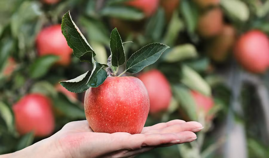 Táo cung cấp rất nhiều chất dinh dưỡng cho mỗi khẩu phần ăn. (Ảnh: ITN)