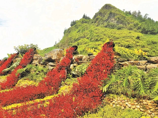 Thung lũng hoa nằm cách thị trấn Bắc Hà 1,5km. Đây là một điểm đến thú vị với du khách yêu thích các loài hoa