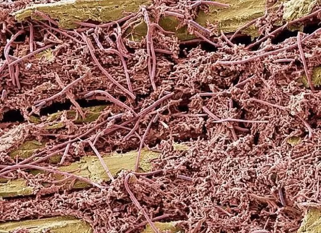 Sự thật thú vị lẫn kinh hoàng về chính mình khiến bạn phải ngỡ ngàng - Hình 8