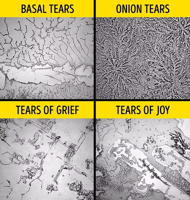 Sự thật thú vị lẫn kinh hoàng về chính mình khiến bạn phải ngỡ ngàng - Hình 4