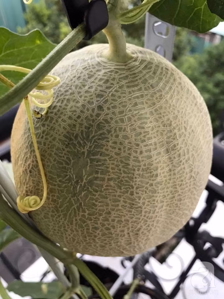 31957053_1072853666185940_2442638550814949376_n