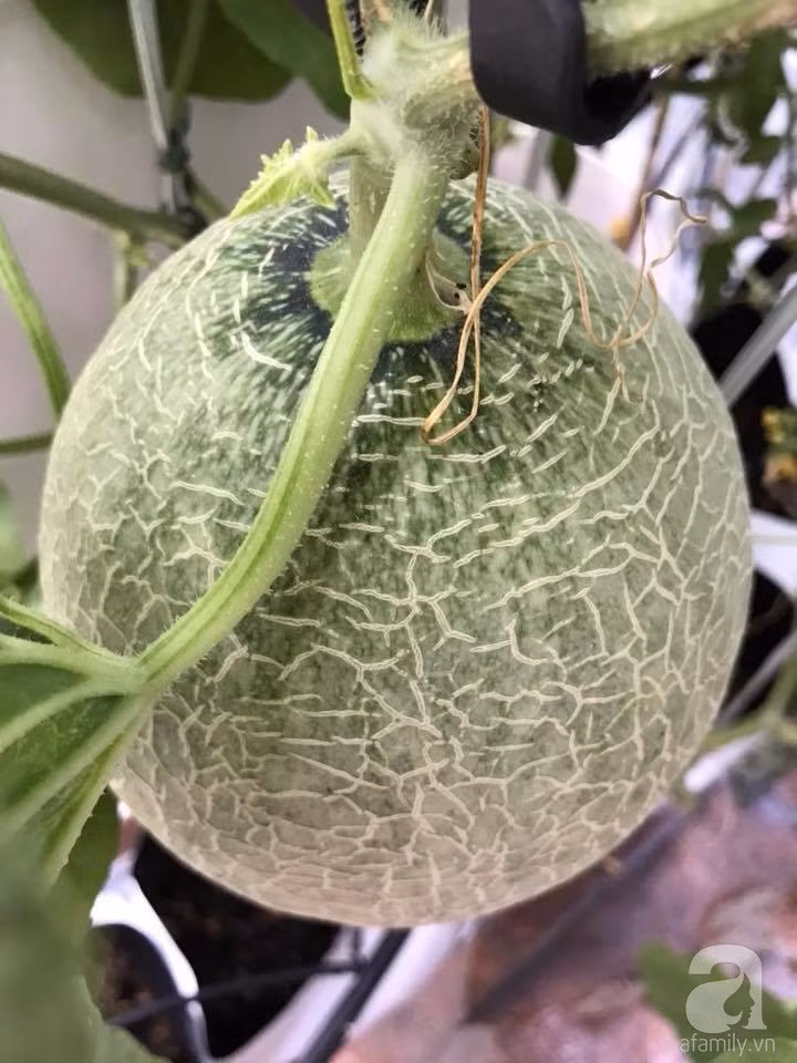 31956575_1072853776185929_770732323648831488_n