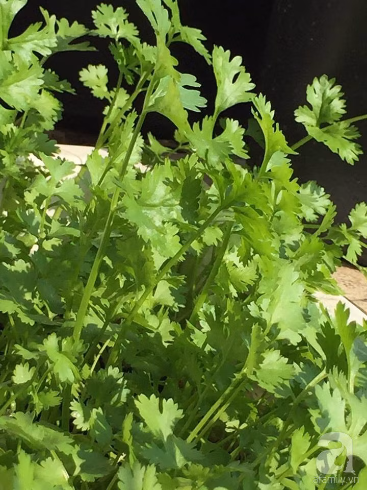 29003785_1047960402008600_1695579834_n