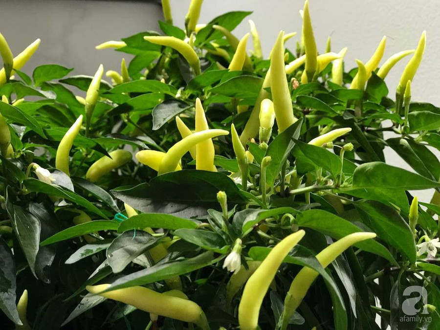 29019690_1047971962007444_1935755383_n 29019690_1047971962007444_1935755383_n