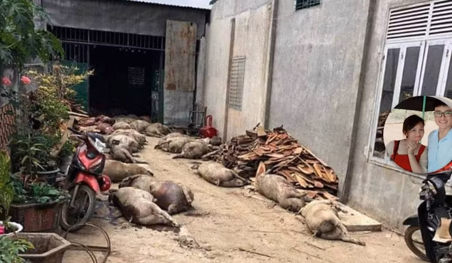 Đắk Nông: Xử phạt hành chính tài khoản hoang tin hơn 800 con lợn bị chôn được đào lên bán