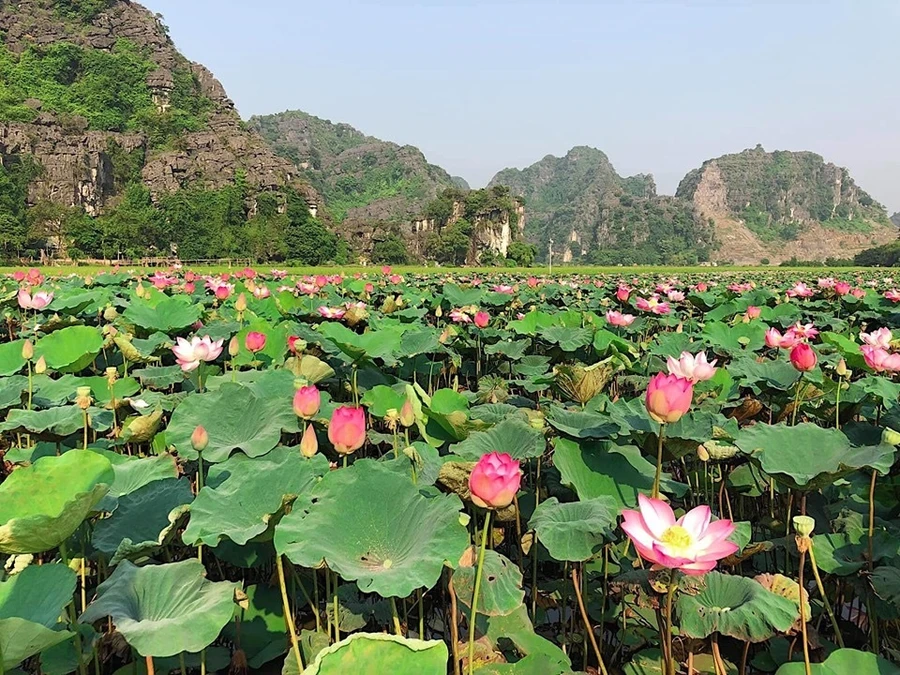 Mùa sen “lạ” nở giữa Đông thu hút giới trẻ