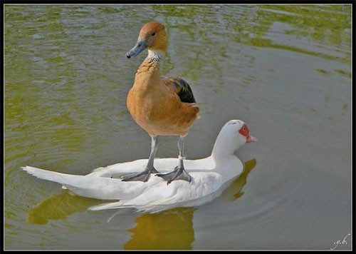 Hiện tượng lạ: Khi các loài động vật…cưỡi lên lưng nhau hình ảnh 6 hien tuong la: khi cac loai dong vat…cuoi len lung nhau hinh anh 6