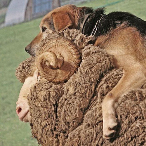 Hiện tượng lạ: Khi các loài động vật…cưỡi lên lưng nhau hình ảnh 8 hien tuong la: khi cac loai dong vat…cuoi len lung nhau hinh anh 8