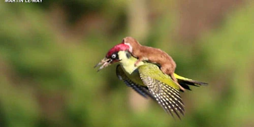 Tình bạn kỳ lạ giữa các loài động vật