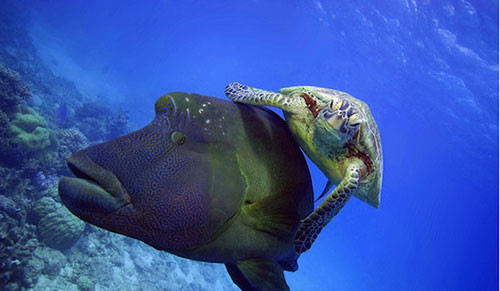 Hiện tượng lạ: Khi các loài động vật…cưỡi lên lưng nhau hình ảnh 5 hien tuong la: khi cac loai dong vat…cuoi len lung nhau hinh anh 5