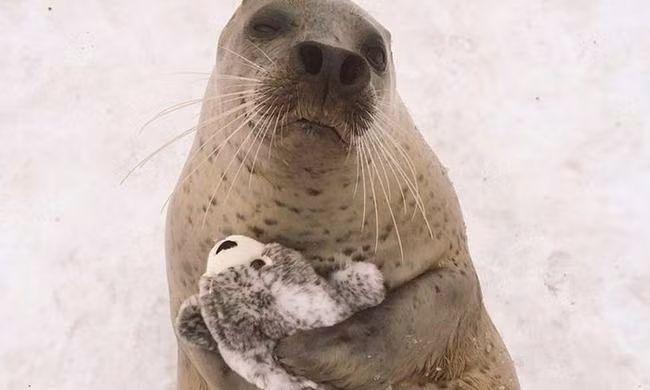 Chú hải cẩu đáng yêu ôm ấp thú bông của mình không rời