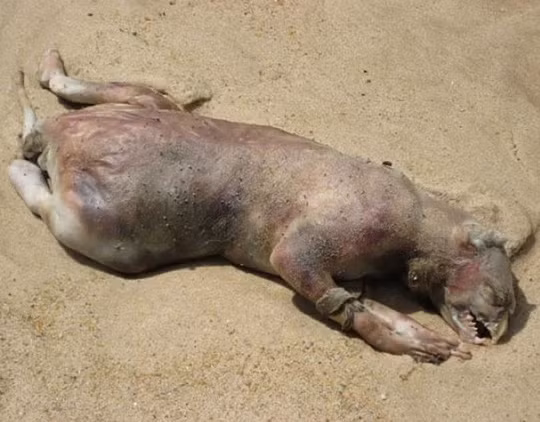 Một thứ không rõ hình thù trôi dạt trên bờ biển.