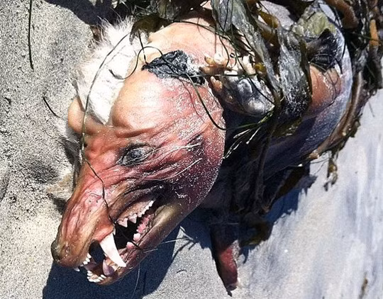 Xác một con vật có vẻ ngoài đáng sợ xuất hiện trên bờ biển.