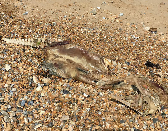 The corpse of an unknown animal of unknown species on Port Talbot beach, Wales.