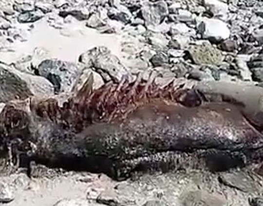 This strange corpse was accidentally discovered by a walker on the beach near Loch Ness