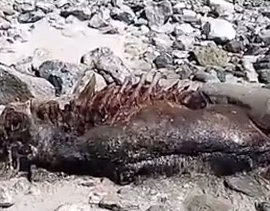 Xác chết quái lạ này được một người đi dạo tình cờ phát hiện ở bãi biển gần hồ Loch Ness
