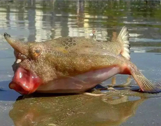 A strange creature on the beach of Santa Barbara, California - USA.