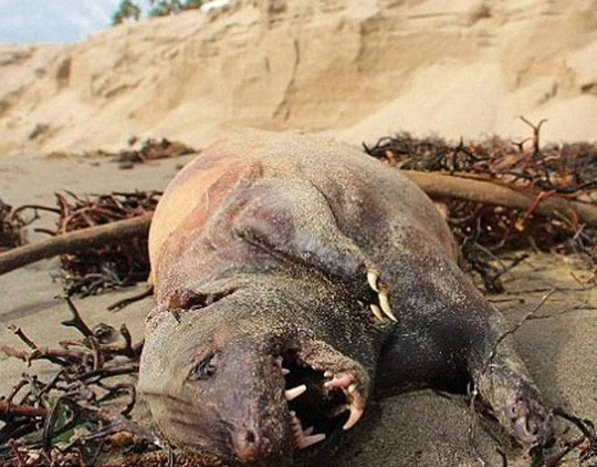 This animal was named the Montauk Monster. It appeared in New York City - USA and is still a mystery.