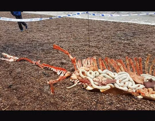 Một bộ xương sở hữu cột sống như con người và thân hình giống cá sấu.