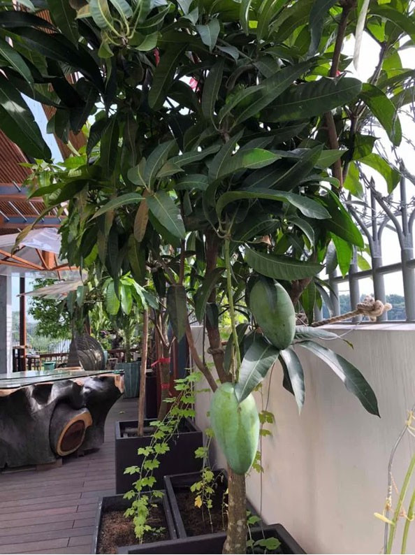 Cuộc sống trong biệt thự sang chảnh của Hoa hậu quỳ gối rửa chân cho chồng, nhìn một góc phòng khách cũng đủ lác mắt - Ảnh 13. Cuộc sống trong biệt thự sang chảnh của Hoa hậu quỳ gối rửa chân cho chồng, nhìn một góc phòng khách cũng đủ lác mắt - Ảnh 13.