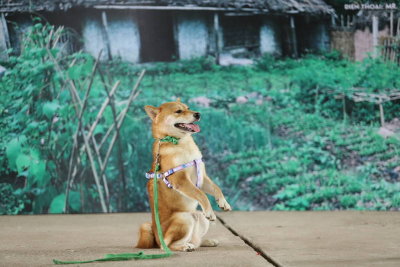 Chú chó Nhật Shiba đóng cậu Vàng trong Lão Hạc gây tranh cãi - ảnh 1