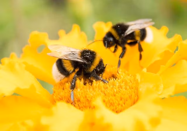 82% trẻ em Anh không hề biết loài ong nghệ (Ảnh: The Independent).