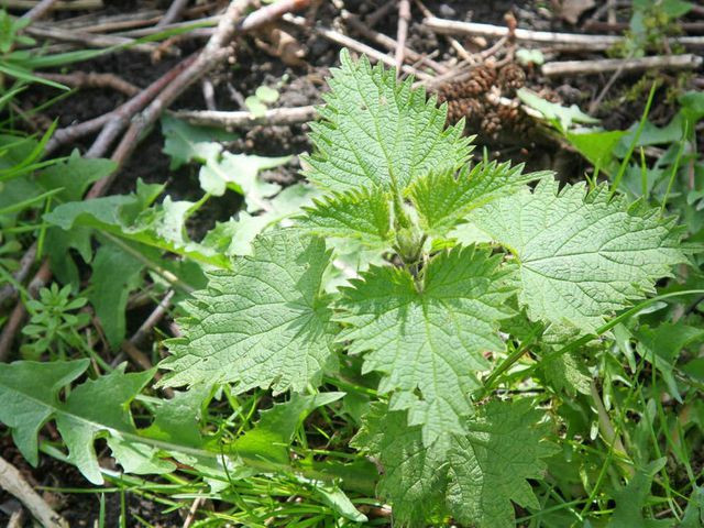 Hơn 51% trẻ em Anh không biết cây tầm ma (Ảnh: Getty/iStock). Hơn 51% trẻ em Anh không biết cây tầm ma (Ảnh: Getty/iStock).