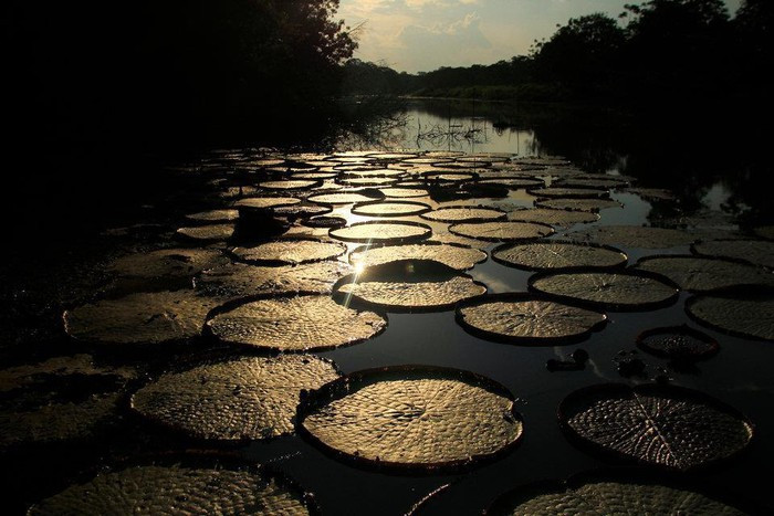 Rừng Amazon hùng vĩ trước trận cháy kỷ lục ảnh 8 Rừng Amazon hùng vĩ trước trận cháy kỷ lục ảnh 8