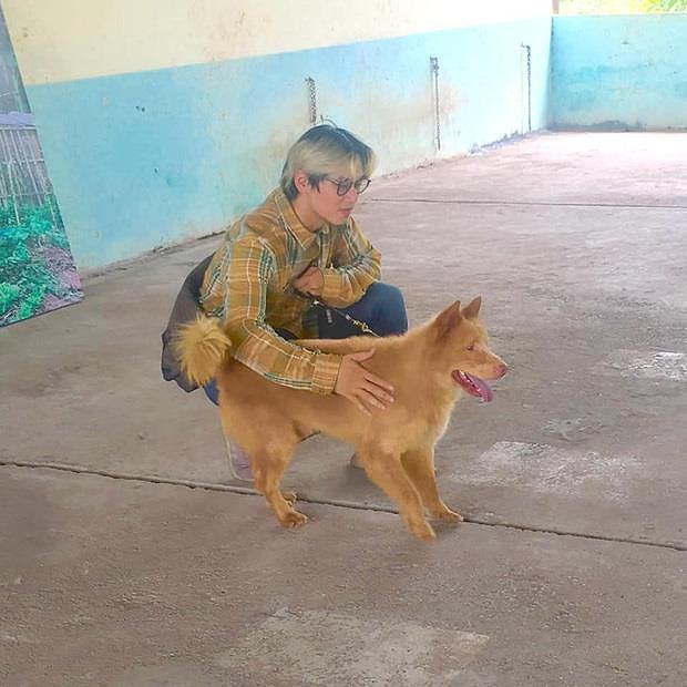 Chú chó Nhật Shiba đóng cậu Vàng trong Lão Hạc gây tranh cãi - ảnh 4