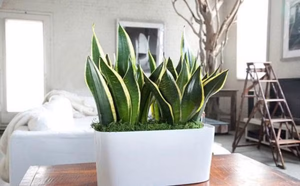 7 nhầm lẫn phong thủy sai lầm nhưng nhà nào cũng mắc, biết để tránh kẻo hại thân-2