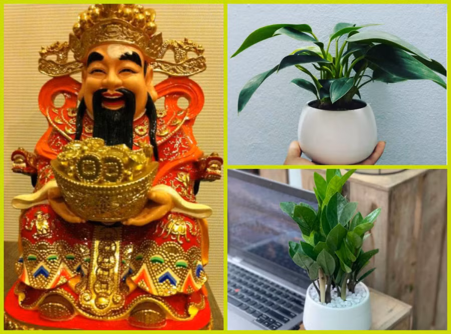 cay phong thuy moi goi than tai0-phunutoday