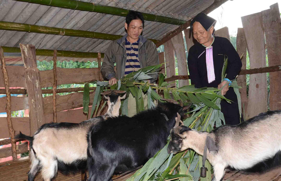 Nhiều hộ thoát nghèo nhờ mạnh dạn đầu tư cho mô hình chăn nuôi