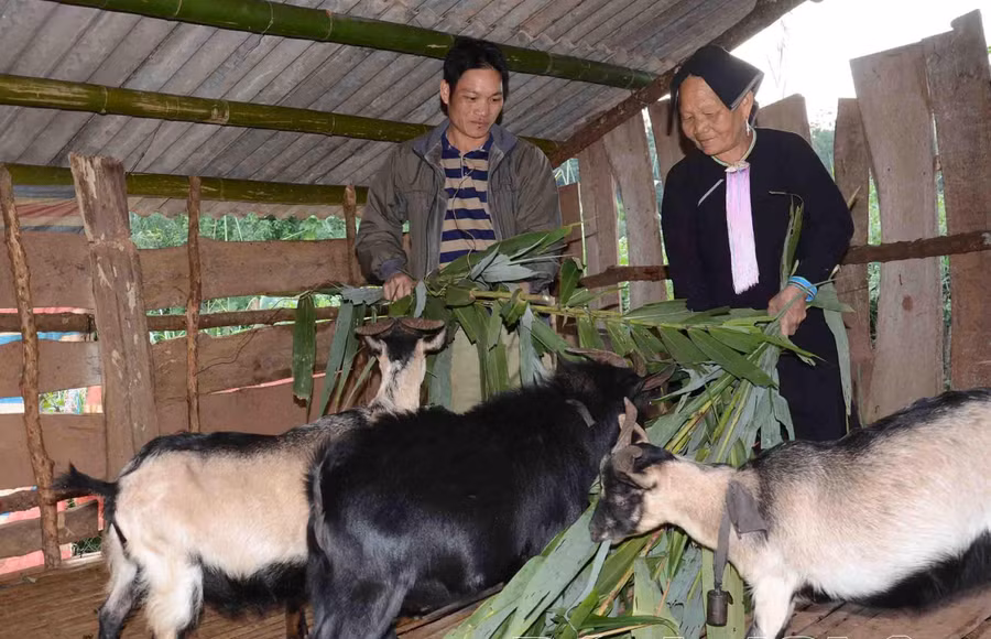 Nhiều hộ thoát nghèo nhờ mạnh dạn đầu tư cho mô hình chăn nuôi