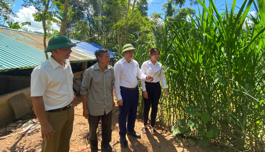 Bí thư Huyện ủy Mường Nhé Nguyễn Quang Hưng (thứ 2 từ phải sang) thăm mô hình trồng cỏ voi phục vụ chăn nuôi trâu, bò của người dân bản Cây Sặt, xã Huổi Lếch, huyện Mường Nhé, tỉnh Điện Biên