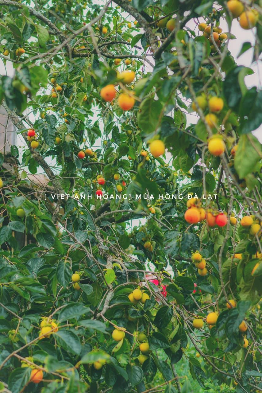 Vườn hồng gia đình chị Việt Anh ở xã Xuân Thọ ,Cầu Đất, Đà Lạt. Vườn hồng gia đình chị Việt Anh ở xã Xuân Thọ ,Cầu Đất, Đà Lạt.