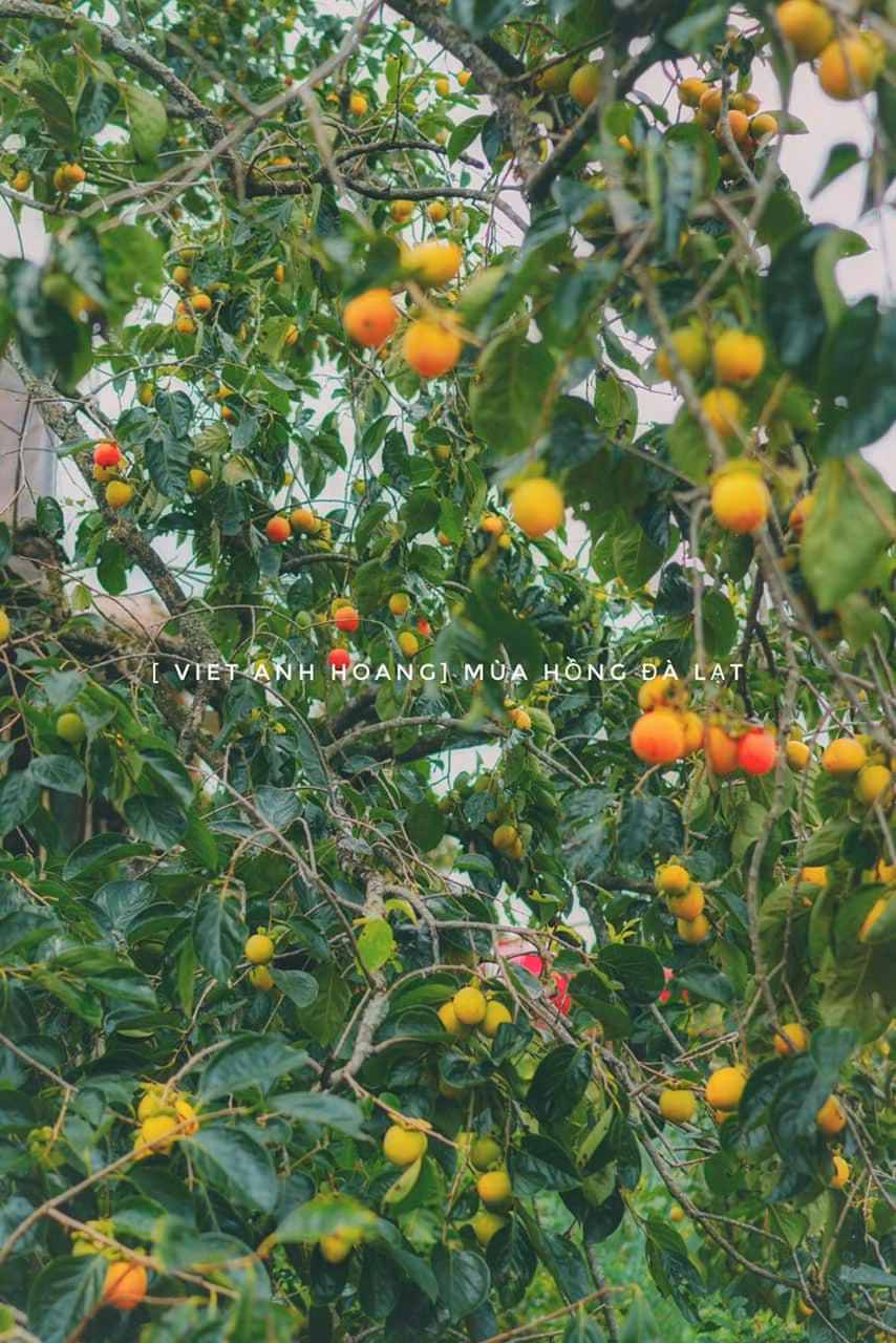 Vườn hồng gia đình chị Việt Anh ở xã Xuân Thọ ,Cầu Đất, Đà Lạt.
