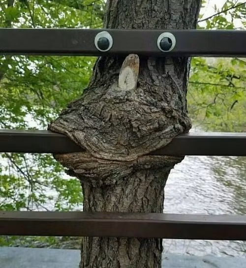 Thức ăn của cây. 10-anh-hai-hot-nhat-facebook-trong-ngay-8