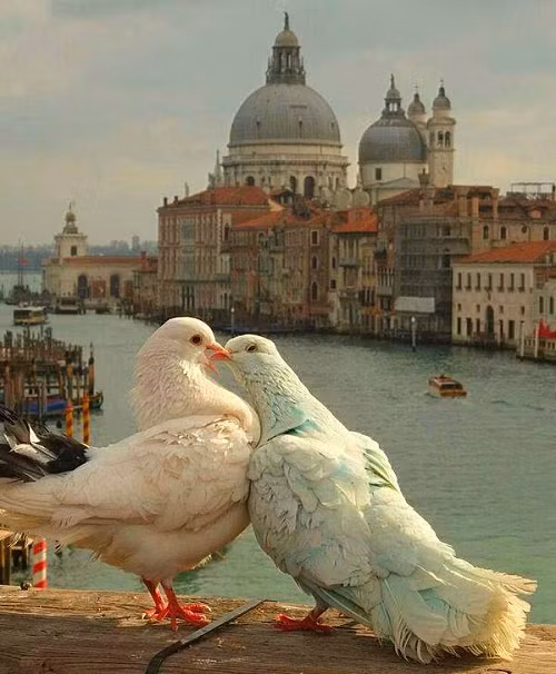 Nụ hôn nồng nàn của đôi bồ câu. 10-anh-hai-hot-nhat-facebook-trong-ngay-3