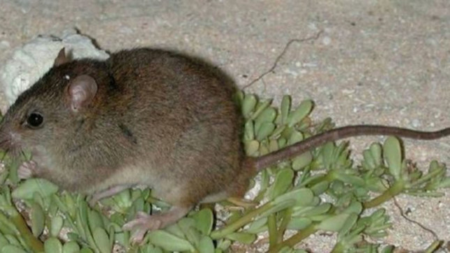 Loài động vật có vú đầu tiên tuyệt chủng do biến đổi khí hậu ảnh 1 Loài động vật có vú đầu tiên tuyệt chủng do biến đổi khí hậu ảnh 1