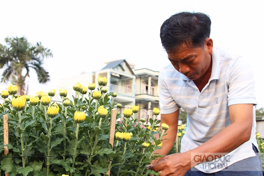 Chú Lê Minh Định gắn bó với hoa tết hơn 20 năm chia sẻ về nghề.