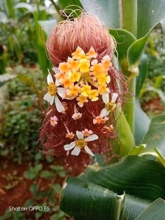 Sáng tạo là vô hạn... ảnh 5