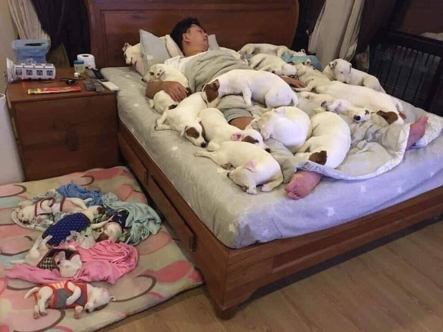 Nuôi 2 chú chó cho "vui nhà vui cửa", không ngờ 3 năm sau "tan cửa nát nhà"