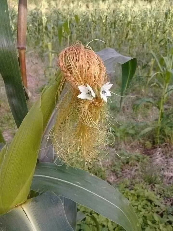 Sáng tạo là vô hạn... ảnh 4