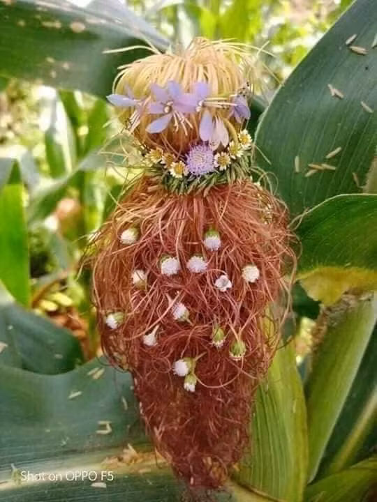 Sáng tạo là vô hạn... ảnh 9