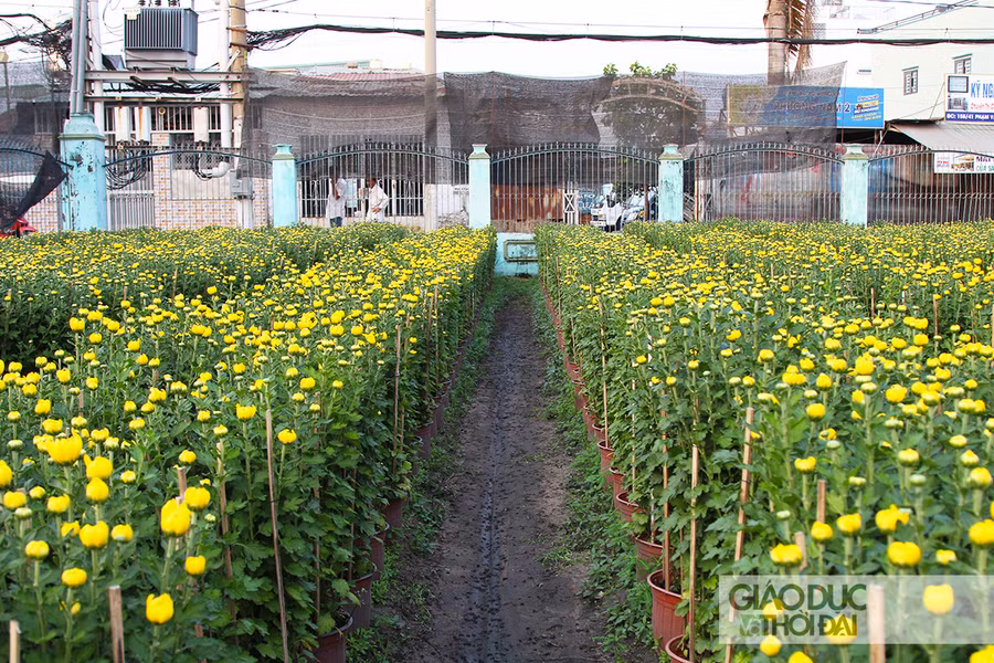 Những chậu hoa Tết xếp thẳng hàng, thẳng lối, chờ thương lái đến mua chỉ còn góp mặt trong ít nhà vườn tại quận Gò Vấp.