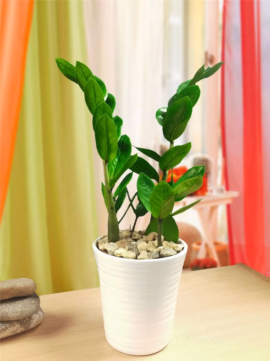  5 loại cây hợp phong thủy đặt bàn làm việc cho cả năm may mắn, tài lộc ảnh 1