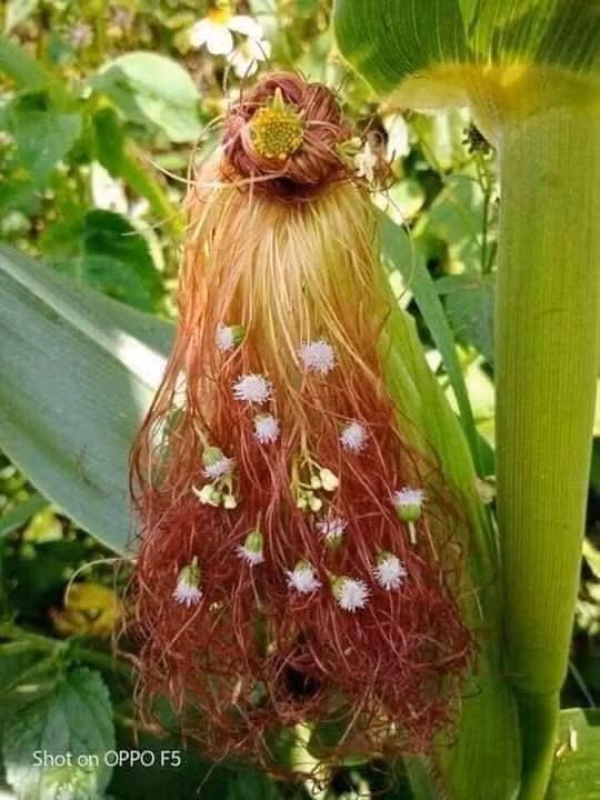 Sáng tạo là vô hạn... ảnh 7